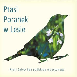 Ptasi poranek w lesie (ptasi śpiew bez podkładu muzycznego)